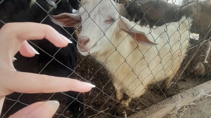 Hangi hayvanı daha çok seviyorsunuz?