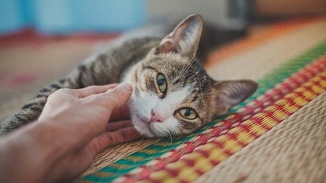 Kediler gerçekten mama dışında yemek yememeli mi?