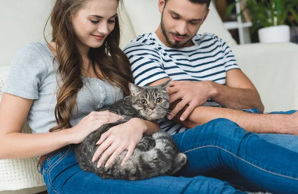 Kedi beslemek sizin de ruhunuza iyi geliyor mu?
