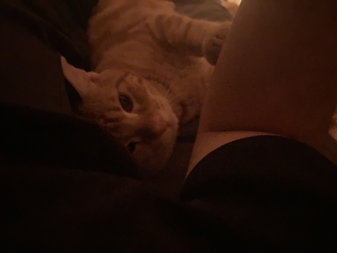 Kedi beslemek sizin de ruhunuza iyi geliyor mu?