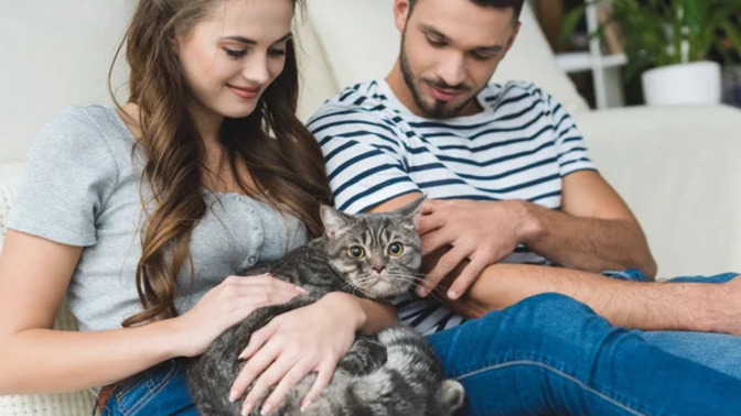 Kedi beslemek sizin de ruhunuza iyi geliyor mu?