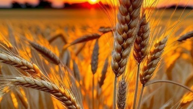 Kokusu çok hoşuma gidiyor dediğiniz kokular var mı?