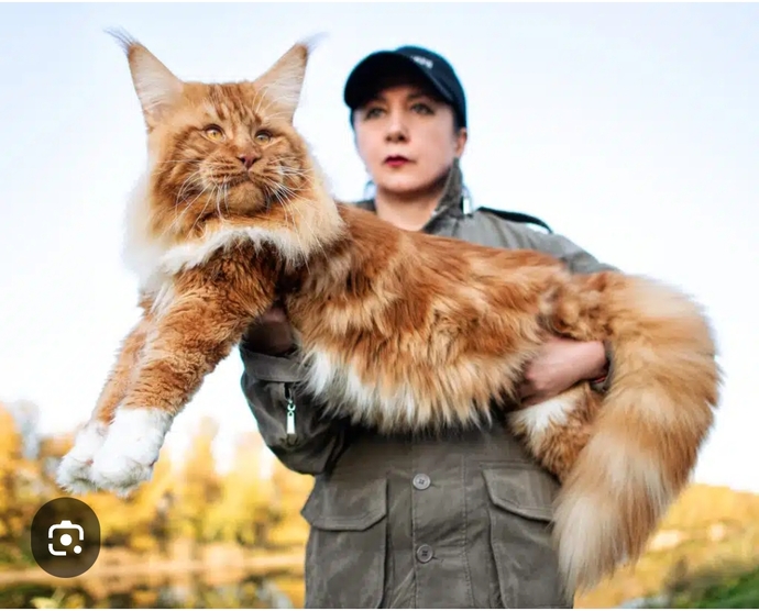 Kedi mi kaplan mı belli değil.