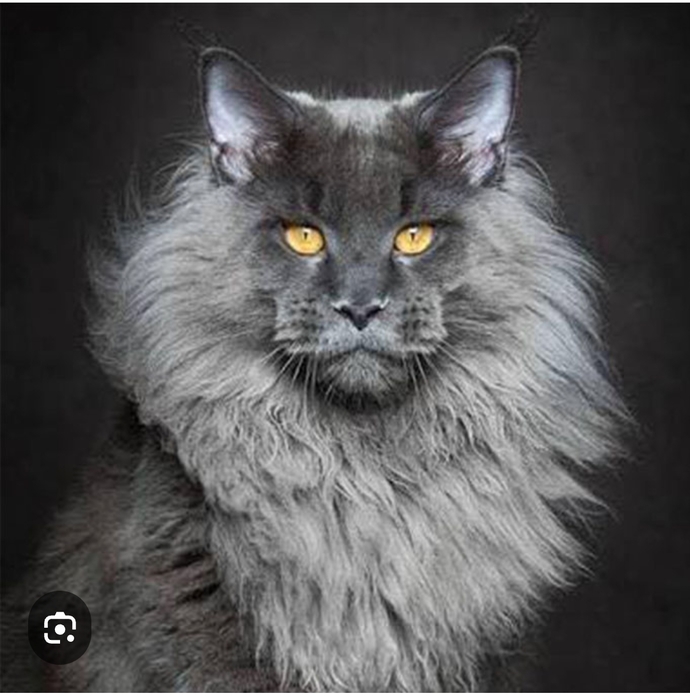 Hangi kedi türünü seversin?