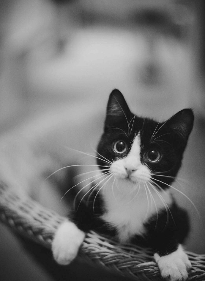 Hangi kedi türünü seversin?