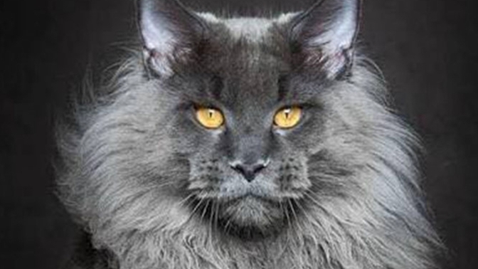 Hangi kedi türünü seversin?