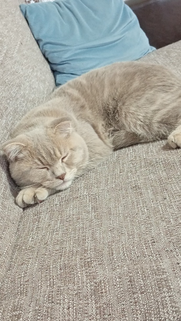 Scottish fold cinsi olan kedim sürekli uyuyor bunun nedeni eklem rahatsızlığından dolayı olabilir mi?