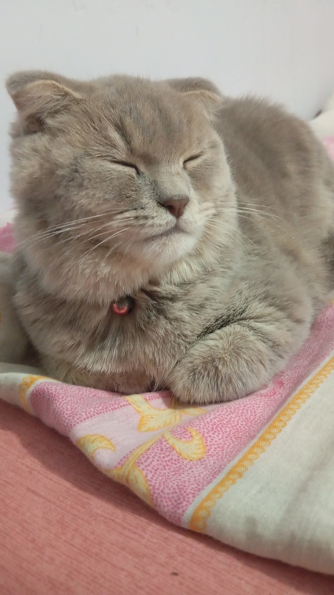 Scottish fold cinsi olan kedim sürekli uyuyor bunun nedeni eklem rahatsızlığından dolayı olabilir mi?