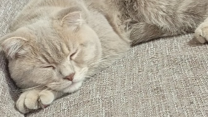 Scottish fold cinsi olan kedim sürekli uyuyor bunun nedeni eklem rahatsızlığından dolayı olabilir mi?
