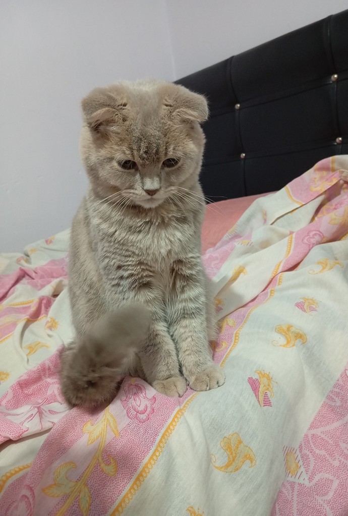 Neden hâlâ kedi almıyorsunuz?