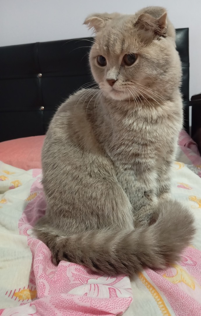 Neden hâlâ kedi almıyorsunuz?