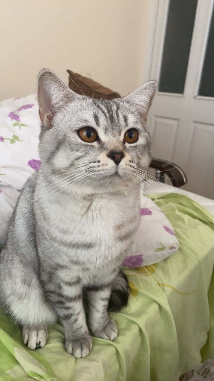 Neden hâlâ kedi almıyorsunuz?