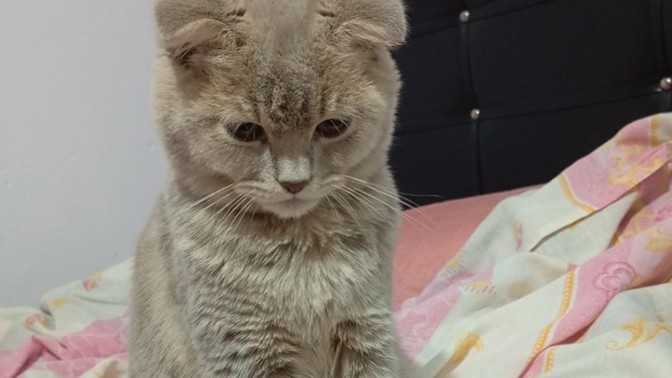 Neden hâlâ kedi almıyorsunuz?