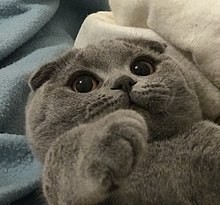 Saat gecenin 5i, kedim yatak odasının kapısını patiletip, miyavliyor durmadan, bu saatte her gece böyle yapıyor, öneriniz var mı?