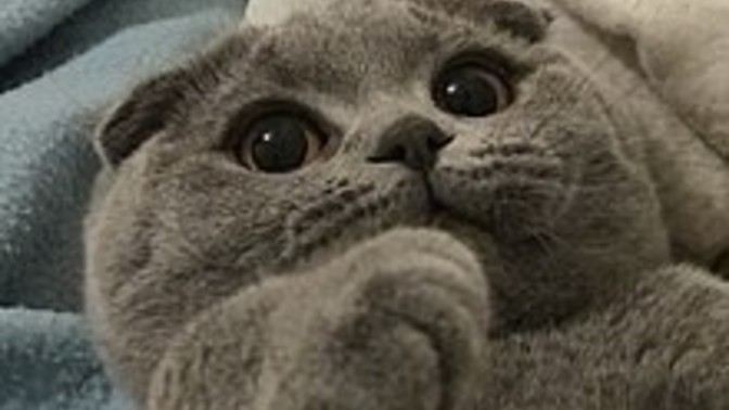 Saat gecenin 5'i, kedim yatak odasının kapısını patiletip, miyavliyor durmadan, bu saatte her gece böyle yapıyor, öneriniz var mı?