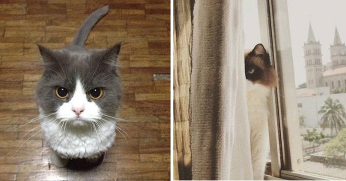 İstanbulda Kedi sapığı dehşeti yaşandı! Sizce nasıl bir ceza verilmeli?