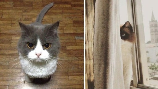 İstanbul'da 'Kedi sapığı' dehşeti yaşandı! Sizce nasıl bir ceza verilmeli?