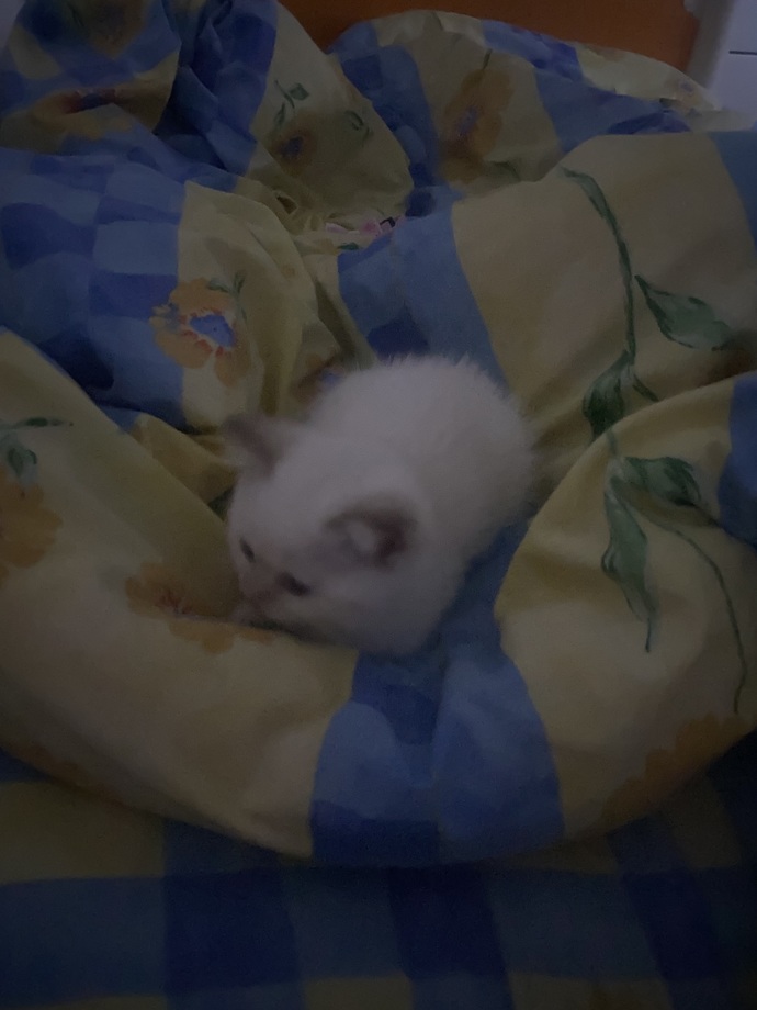 Mis kokulu bir yavru kedi güzel olmaz mıydı?