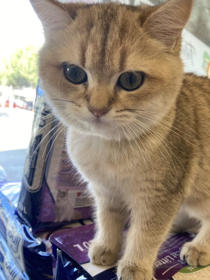 Mis kokulu bir yavru kedi güzel olmaz mıydı?