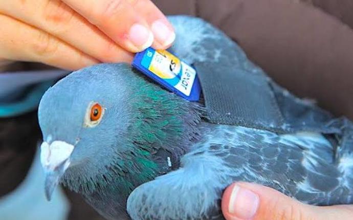 Birisinin ağzından laf almak için zarf atar mısınız?