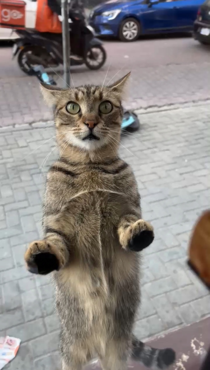 Bugün kafede bir kediyle yanyana oturdum :) Size de böyle denk geliyor mu?