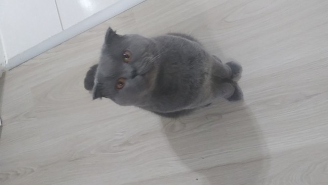 Hangisi daha tatlış sizce?