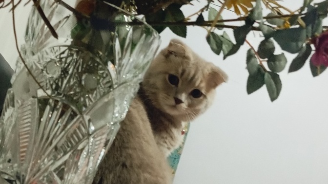 Kedi sevmeyeni bende hiç sevmiyorum normal mi?