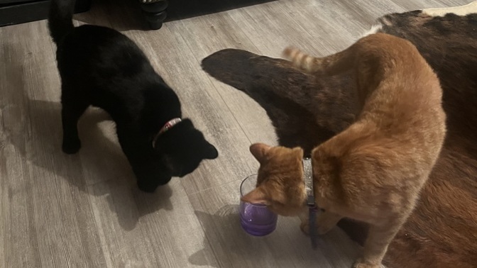 Gerçekten siyah kedim mi geri getirdi turuncu kedimi?