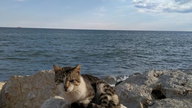 Pazar günü benim gibi erken uyananlar var mı?