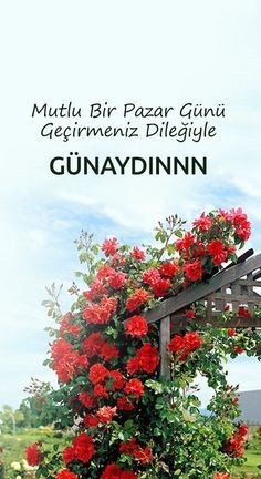 Pazar sabahı neden erken uyandınız?