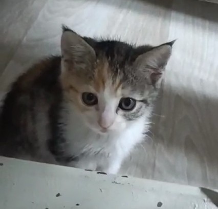 Şu miyunun tipine bakar mısınız?