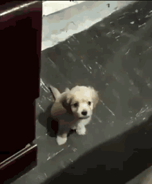 Miyaaaaavvv😼 beni sahiplenecek var mı miyavvv😿😿?