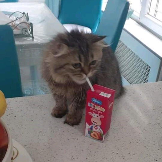 Meyveli süt içen kedi gerçek mi ya😆?