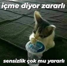 Meyveli süt içen kedi gerçek mi ya😆?