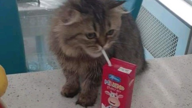 Meyveli süt içen kedi gerçek mi ya😆?