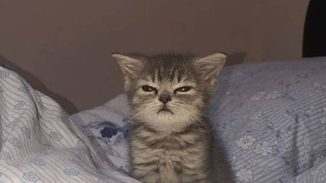 Bir evcil hayvandan tavsiye alıyor olsaydın sana ne söylerdi?