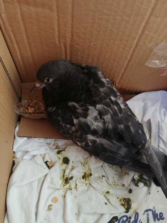 Bacağı kırık, yaralı, solunum enfeksiyonu olan güvercini aldım veterinere götürdüm evde benimle iyileşince yaşayabilir mi?