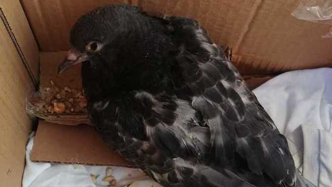 Bacağı kırık, yaralı, solunum enfeksiyonu olan güvercini aldım veterinere götürdüm evde benimle iyileşince yaşayabilir mi?