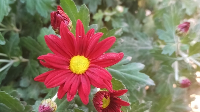Bu çiçek bir insan olsaydı kişiliği nasıl olurdu?