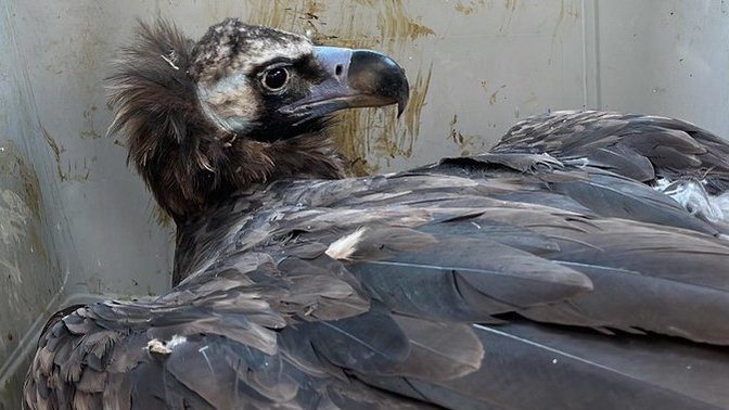 Bolu'da bunalıma giren akbaba, karanlıkta insan sesinden uzak tutularak tedavi edilmiş. Siz bunalıma girince ne yapıyorsunuz?