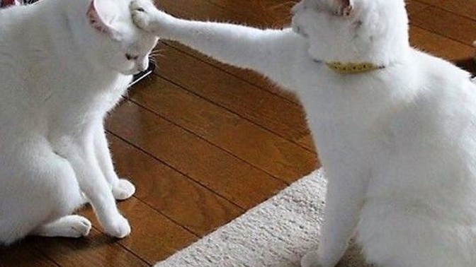 Kedi seven birinin elini tutar mısınız?