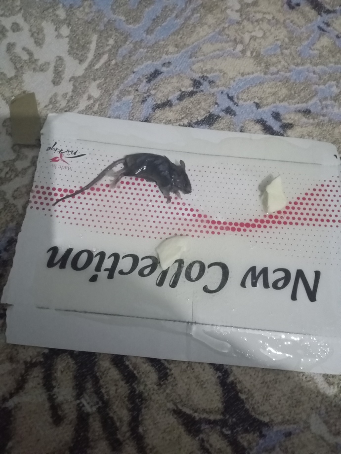 2günlük uykusuzluk gecelerin sebebi evinizde çıksa naparsınız?