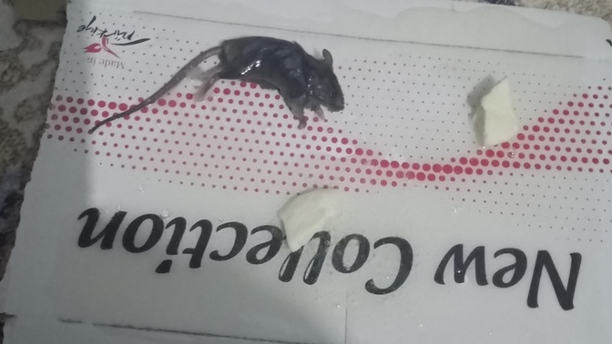 2günlük uykusuzluk gecelerin sebebi evinizde çıksa naparsınız?