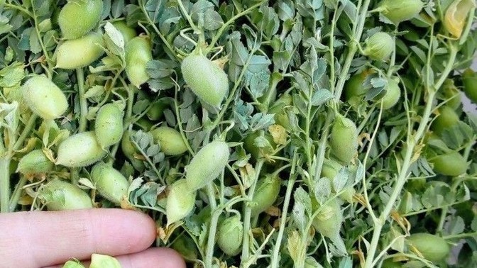 Elimde olsaydı, ben onu çiğ çiğ yerdim dediğiniz şey nedir?