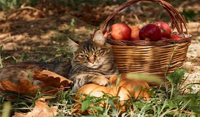 Kedilerim pek meyve yemiyor, neden?