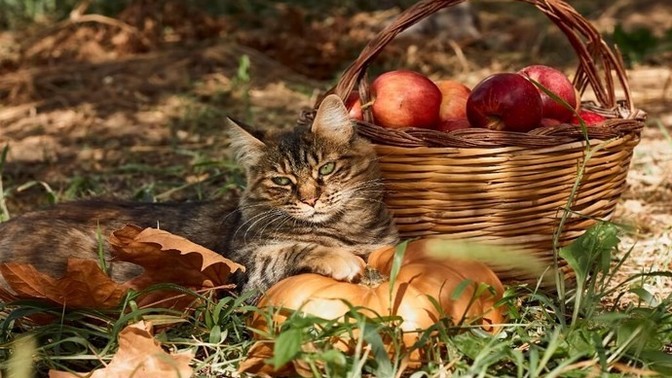 Kedilerim pek meyve yemiyor, neden?