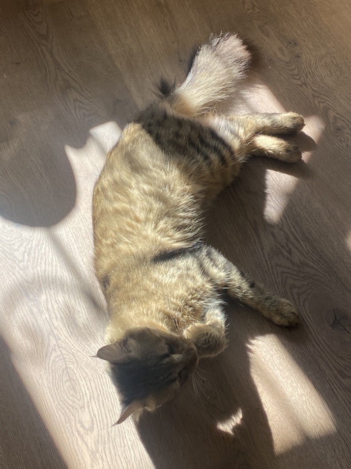 Sokaktan kedi sahiplendim sizce bu cins kedi mi?