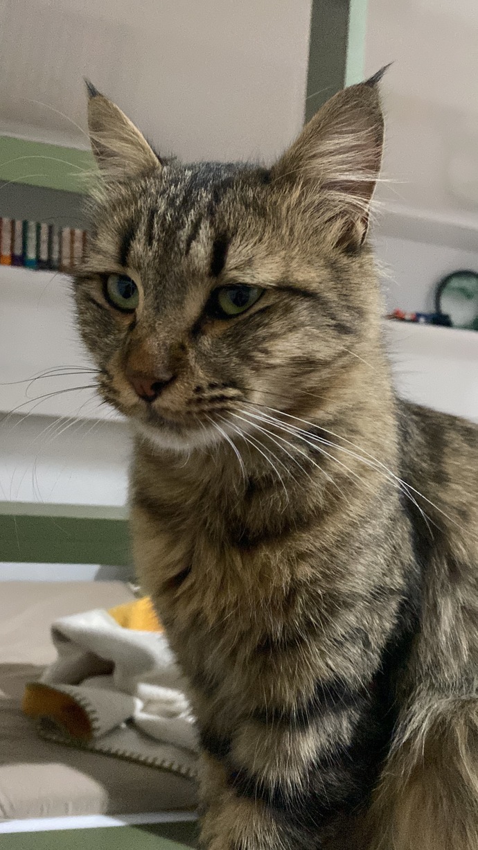 Sokaktan kedi sahiplendim sizce bu cins kedi mi?