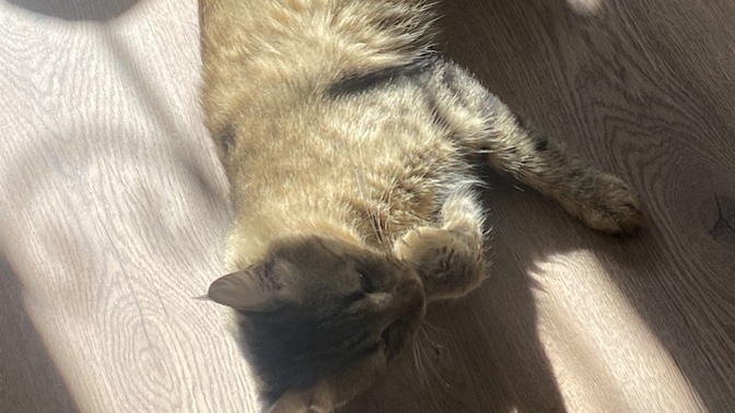 Sokaktan kedi sahiplendim sizce bu cins kedi mi?