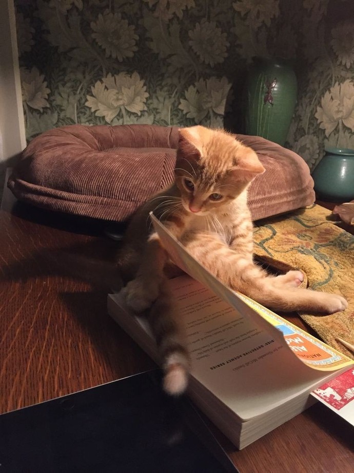 Kitap okurken, kitap aralığı olmasa da olur mu?
